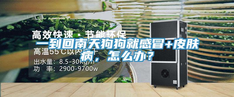 一到回南天狗狗就感冒+皮膚病，怎么辦？