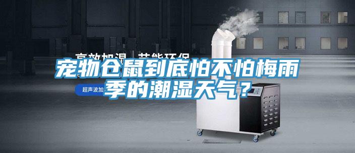 寵物倉鼠到底怕不怕梅雨季的潮濕天氣？