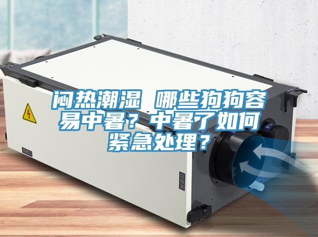 悶熱潮濕 哪些狗狗容易中暑？中暑了如何緊急處理？